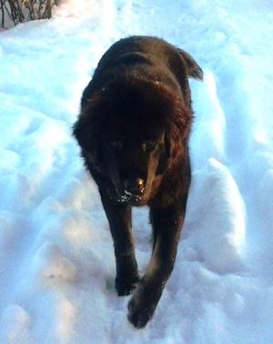 Dog Photo