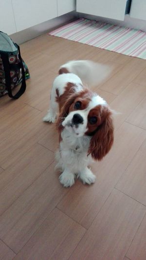 Dog Photo