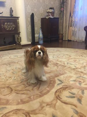 Dog Photo
