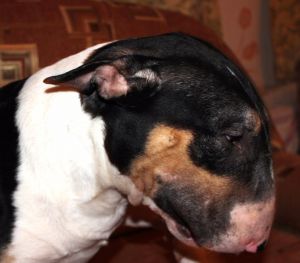 Dog Photo