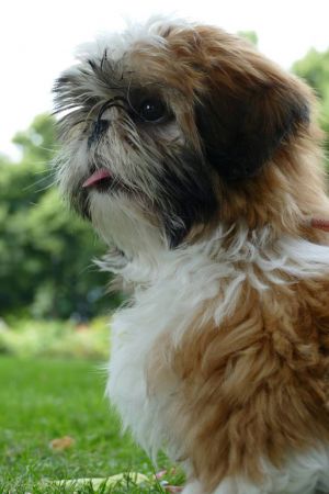 Dog Photo