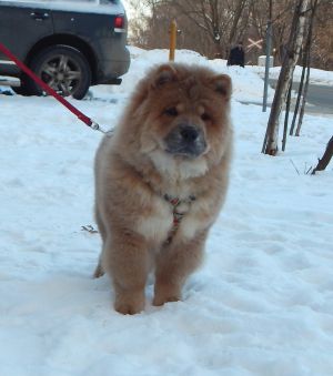 Dog Photo