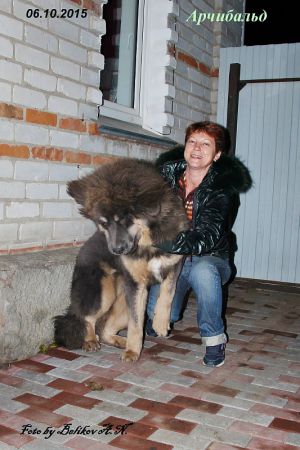 Dog Photo