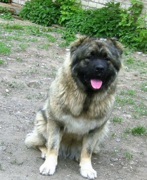 Dog Photo