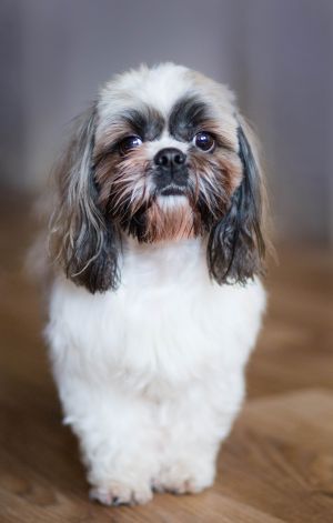 Dog Photo