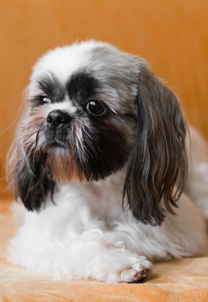 Dog Photo