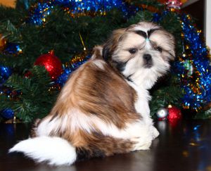 Dog Photo
