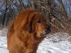 Dog Photo