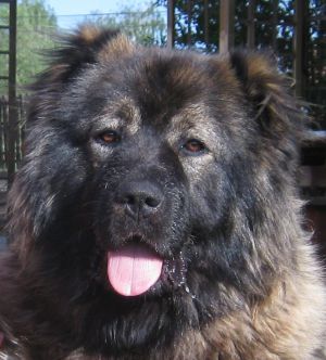 Dog Photo