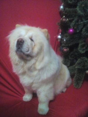 Dog Photo