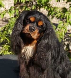 Dog Photo