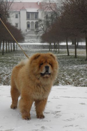 Dog Photo
