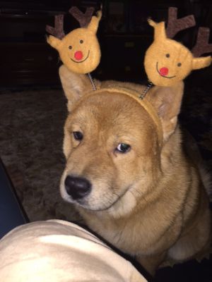 Dog Photo