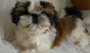 Dog Photo