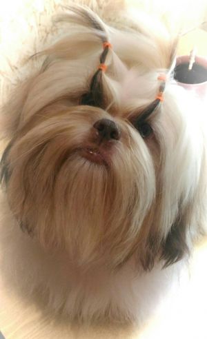 Dog Photo