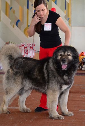 Dog Photo