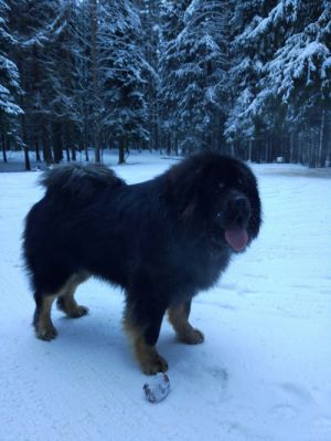 Dog Photo