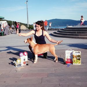 Dog Photo