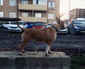 Dog Photo