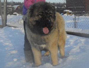 Dog Photo