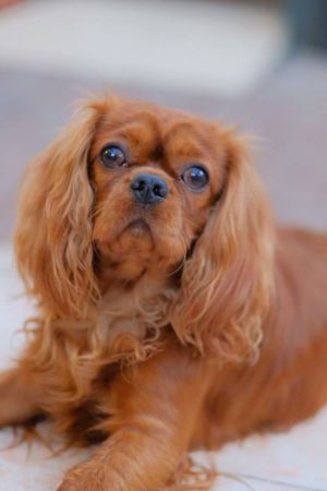 Dog Photo