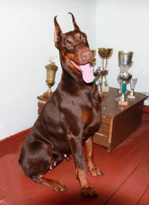 Dog Photo