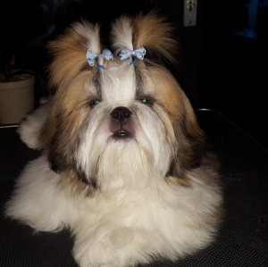 Dog Photo