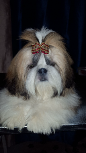 Dog Photo
