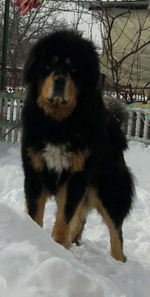 Dog Photo