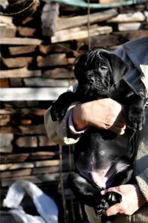Dog Photo