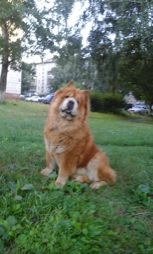 Dog Photo
