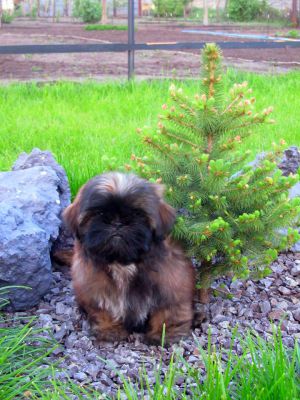 Dog Photo