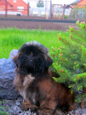 Dog Photo