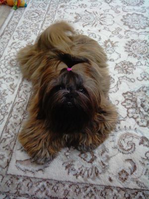Dog Photo