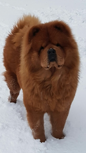 Dog Photo