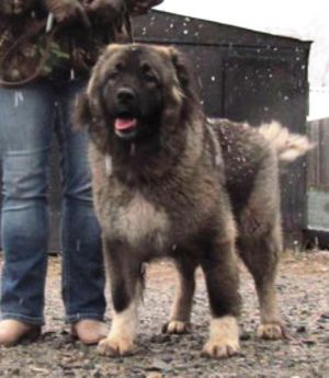 Dog Photo