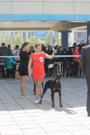 Dog Photo