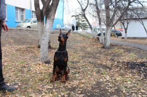 Dog Photo