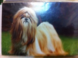Dog Photo