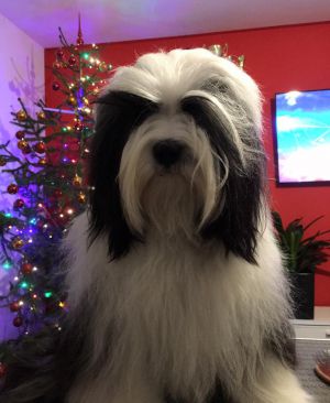 Dog Photo