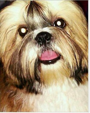 Dog Photo