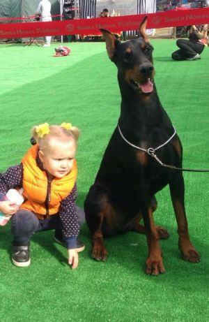 Dog Photo