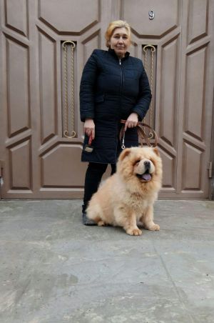Dog Photo