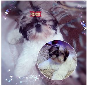Dog Photo