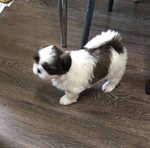 Dog Photo