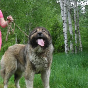 Dog Photo
