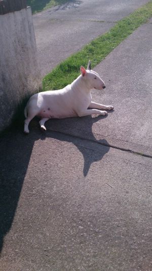 Dog Photo