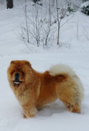Dog Photo