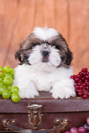 Dog Photo