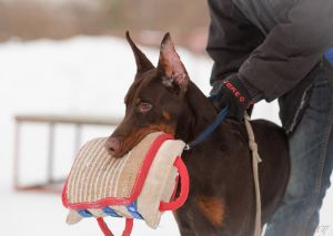 Dog Photo
